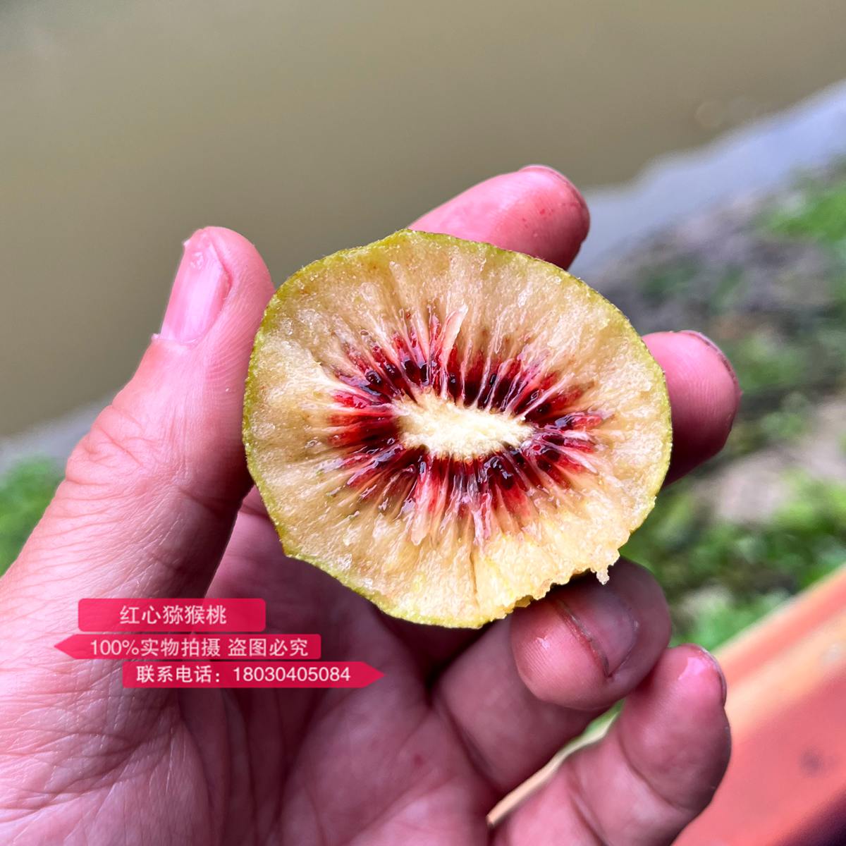 新西蘭佳沛的寶石紅肉奇異果