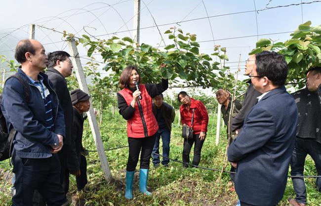 播州區(qū)三岔鎮(zhèn)獼猴桃 播州區(qū)三岔鎮(zhèn)獼猴桃
