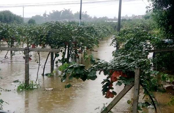 紅心獼猴桃雨后澇災(zāi)