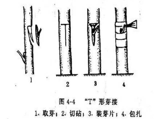 獼猴桃嫁接方法