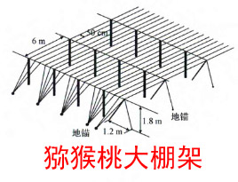 獼猴桃大棚架和T型架搭建