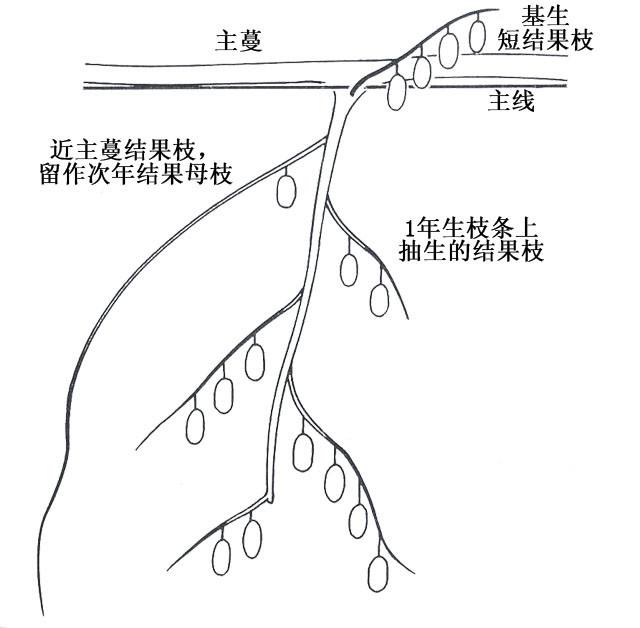 獼猴桃樹(shù)形