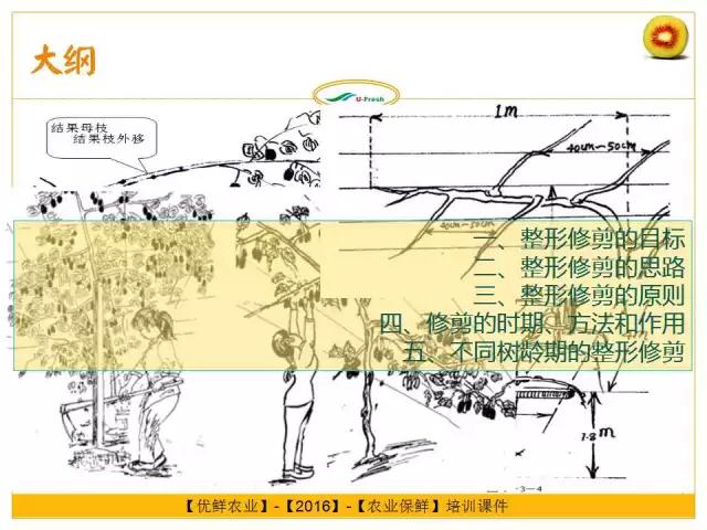 紅心獼猴桃冬季整形修剪