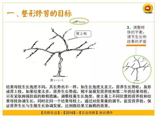 紅心獼猴桃冬季整形修剪