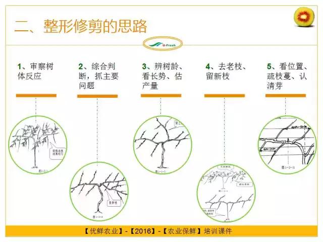 紅心獼猴桃冬季整形修剪